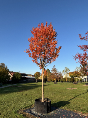 Christoph-Ulmer-Baumschulen-Weilheim-Teck-6125-Lagerstroemia-hoch-rosea-Toskanischer-Flieder-Hochstamm-Herbst