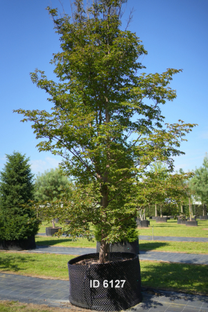 Christoph-Ulmer-Baumschulen-Weilheim-Teck-6127-Stewartida-pseudocamellia-Scheinkamelie