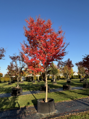 Christoph-Ulmer-Baumschulen-Weilheim-Teck-6130-Lagerstroemia-hoch-rosea-Toskanischer-Flieder-Hochstamm-Herbst