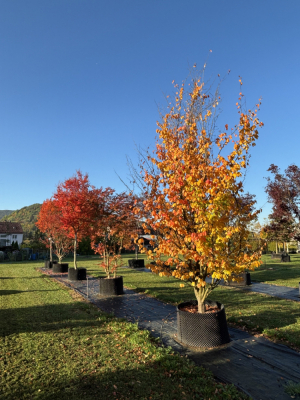 Christoph-Ulmer-Baumschulen-Weilheim-Teck-6132-Parrotia-persica-Eisenholzbaum-mehrstaemmig-Herbst