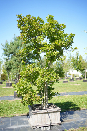 Christoph-Ulmer-Baumschulen-Weilheim-Teck-6136-Magnolia-stellata-Magnolie-Solitaer