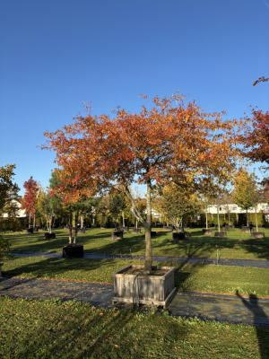 Christoph-Ulmer-Baumschulen-Weilheim-Teck-6137-Quercus-phellos-Weidenblaettrige-Eiche-Dachform-Unikat-Herbst