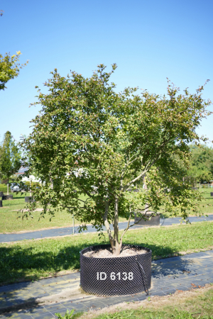 Christoph-Ulmer-Baumschulen-Weilheim-Teck-6138-Stewardia-pseudocamellia-Scheinkamelie