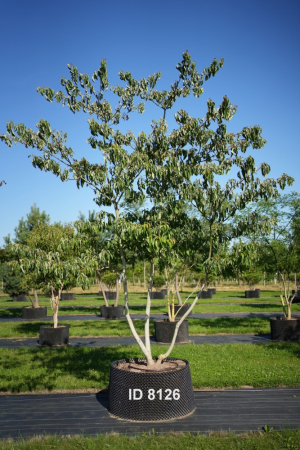 Christoph-Ulmer-Baumschulen-Weilheim-Teck-8126-Cornus-controversa-Etagenhartriegel