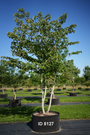 Christoph-Ulmer-Baumschulen-Weilheim-Teck-8127-Cornus-controversa-Etagenhartriegel