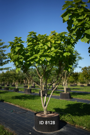 Christoph-Ulmer-Baumschulen-Weilheim-Teck-8128-Catalpa-bignonioides-Aurea-Goldtrompetenbaum