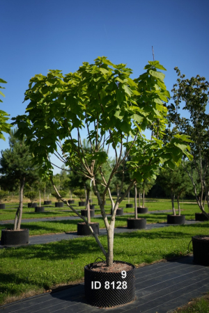 Christoph-Ulmer-Baumschulen-Weilheim-Teck-8129-Catalpa-bignonioides-Aurea-Goldtrompetenbaum