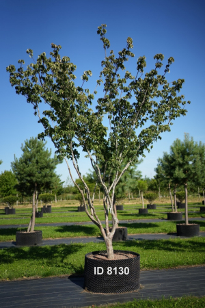 Christoph-Ulmer-Baumschulen-Weilheim-Teck-8130-Cornus-kousa-Milkyway-Japanischer-Blumenhartriegel