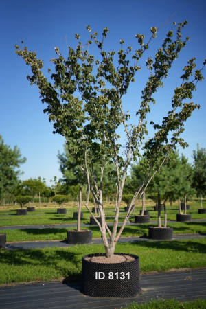 Christoph-Ulmer-Baumschulen-Weilheim-Teck-8131-Cornus-kousa-Milkyway-Japanischer-Blumenhartriegel