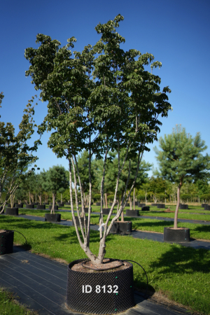 Christoph-Ulmer-Baumschulen-Weilheim-Teck-8132-Cornus-kousa-Milkyway-Japanischer-Blumenhartriegel