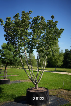 Christoph-Ulmer-Baumschulen-Weilheim-Teck-8133-Cornus-kousa-Milkyway-Japanischer-Blumenhartriegel