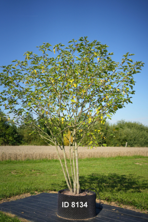 Christoph-Ulmer-Baumschulen-Weilheim-Teck-8134-Broussonetia-papyrifera-Papiermaulbaum