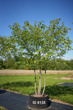 Christoph-Ulmer-Baumschulen-Weilheim-Teck-8135-Broussonetia-papyrifera-Papiermaulbaum
