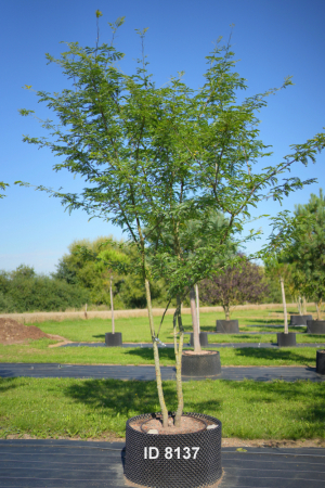 Christoph-Ulmer-Baumschulen-Weilheim-Teck-8137-Gleditisa-tricanthos-inermis-Gleditschie