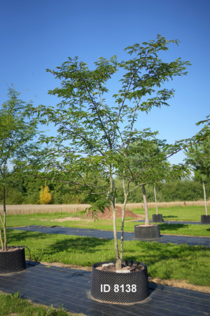 Christoph-Ulmer-Baumschulen-Weilheim-Teck-8138-Gleditisa-tricanthos-inermis-Gleditschie