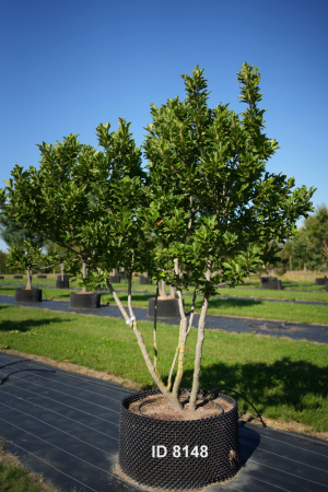Christoph-Ulmer-Baumschulen-Weilheim-Teck-8148-Magnolia-liliiflora-Susan-Magnolie