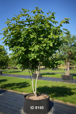 Christoph-Ulmer-Baumschulen-Weilheim-Teck-8150-Cladrastis-kentukea-Amerikanisches-Gelbholz