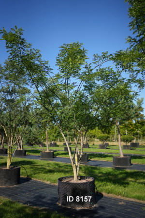 Christoph-Ulmer-Baumschulen-Weilheim-Teck-8157-Styphnolobium-japonicum-Japanischer-Schnurbaum