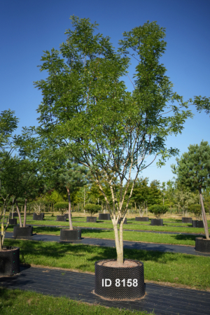 Christoph-Ulmer-Baumschulen-Weilheim-Teck-8158-Styphnolobium-japonicum-Japanischer-Schnurbaum