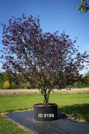 Christoph-Ulmer-Baumschulen-Weilheim-Teck-8159-Prunus-cerasifera-nigra-Blutpflaume