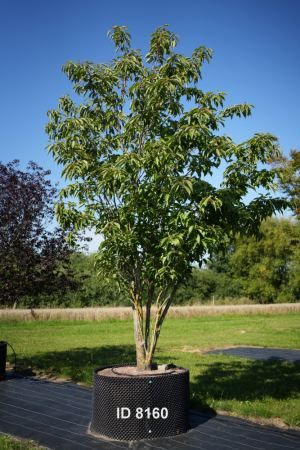 Christoph-Ulmer-Baumschulen-Weilheim-Teck-8160-Zierkirsche