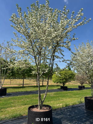 Christoph-Ulmer-Baumschulen-Weilheim-Teck-8161-Malus-toringo-Zierapfel-Schirmform-Herbstfaerbung