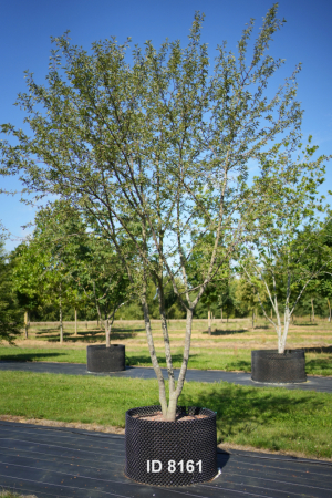 Christoph-Ulmer-Baumschulen-Weilheim-Teck-8161-Malus-toringo-Zierapfel-Schirmform