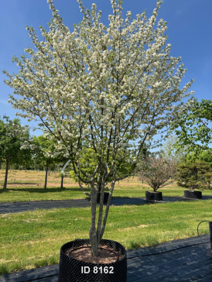 Christoph-Ulmer-Baumschulen-Weilheim-Teck-8162-Malus-toringo-Zierapfel-Schirmform-Herbstfaerbung