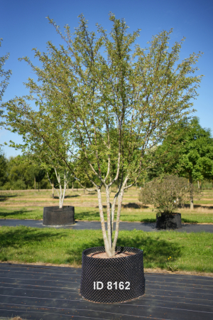 Christoph-Ulmer-Baumschulen-Weilheim-Teck-8162-Malus-toringo-Zierapfel-Schirmform