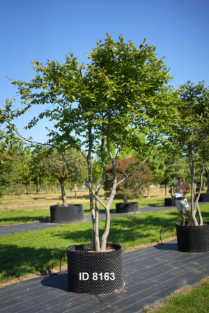 Christoph-Ulmer-Baumschulen-Weilheim-Teck-8163-Carpinus-betulus-Hainbuche-Schirmform