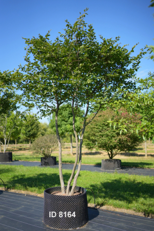 Christoph-Ulmer-Baumschulen-Weilheim-Teck-8164-Carpinus-betulus-Hainbuche-Schirmform