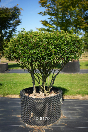 Christoph-Ulmer-Baumschulen-Weilheim-Teck-8170-Prunus-lusitanica-Schirm-Portugiesischer-Kirschlorbeer-Schirmform
