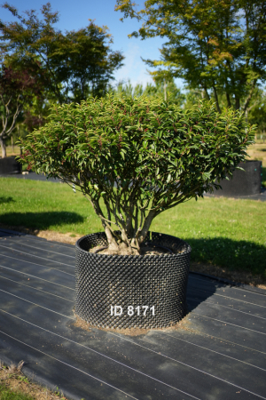 Christoph-Ulmer-Baumschulen-Weilheim-Teck-8171-Prunus-lusitanica-Schirm-Portugiesischer-Kirschlorbeer-Schirmform