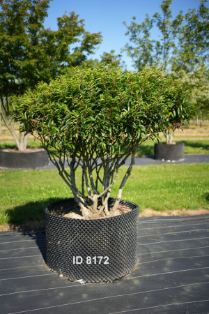 Christoph-Ulmer-Baumschulen-Weilheim-Teck-8172-Prunus-lusitanica-Schirm-Portugiesischer-Kirschlorbeer-Schirmform