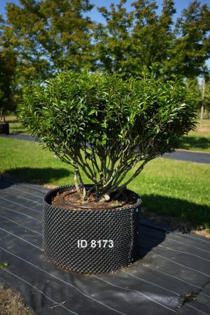 Christoph-Ulmer-Baumschulen-Weilheim-Teck-8173-Prunus-lusitanica-Schirm-Portugiesischer-Kirschlorbeer-Schirmform