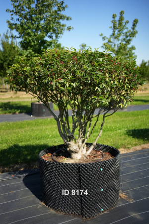Christoph-Ulmer-Baumschulen-Weilheim-Teck-8174-Prunus-lusitanica-Schirm-Portugiesischer-Kirschlorbeer-Schirmform