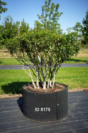 Christoph-Ulmer-Baumschulen-Weilheim-Teck-8175-Prunus-lusitanica-Schirm-Portugiesischer-Kirschlorbeer-Schirmform