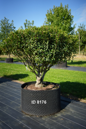 Christoph-Ulmer-Baumschulen-Weilheim-Teck-8176-Prunus-lusitanica-Schirm-Portugiesischer-Kirschlorbeer-Schirmform