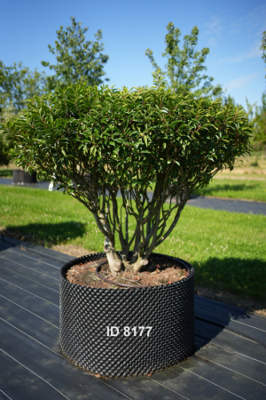 Christoph-Ulmer-Baumschulen-Weilheim-Teck-8177-Prunus-lusitanica-Schirm-Portugiesischer-Kirschlorbeer-Schirmform