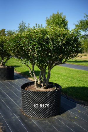 Christoph-Ulmer-Baumschulen-Weilheim-Teck-8179-Prunus-lusitanica-Schirm-Portugiesischer-Kirschlorbeer-Schirmform