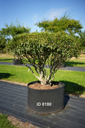Christoph-Ulmer-Baumschulen-Weilheim-Teck-8180-Prunus-lusitanica-Schirm-Portugiesischer-Kirschlorbeer-Schirmform