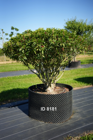 Christoph-Ulmer-Baumschulen-Weilheim-Teck-8181-Prunus-lusitanica-Schirm-Portugiesischer-Kirschlorbeer-Schirmform