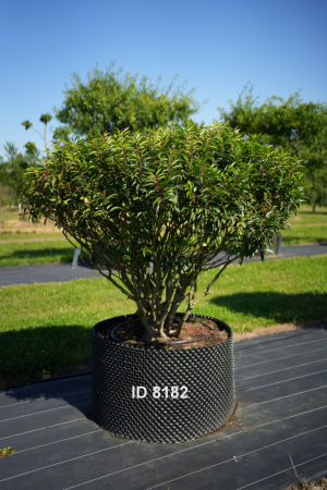 Christoph-Ulmer-Baumschulen-Weilheim-Teck-8182-Prunus-lusitanica-Schirm-Portugiesischer-Kirschlorbeer-Schirmform