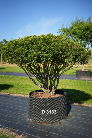 Christoph-Ulmer-Baumschulen-Weilheim-Teck-8183-Prunus-lusitanica-Schirm-Portugiesischer-Kirschlorbeer-Schirmform