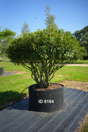 Christoph-Ulmer-Baumschulen-Weilheim-Teck-8184-Prunus-lusitanica-Schirm-Portugiesischer-Kirschlorbeer-Schirmform