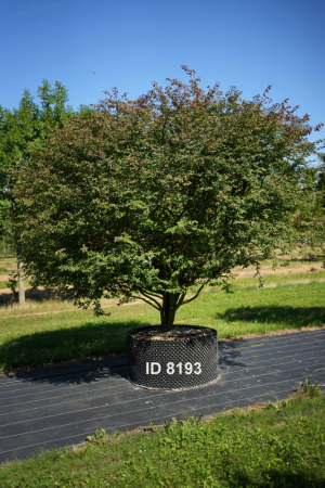 Christoph-Ulmer-Baumschulen-Weilheim-Teck-8190-Euonymus-alatus-Compactus-Korkfluegelstrauch