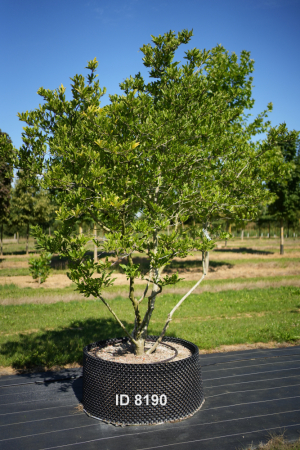 Christoph-Ulmer-Baumschulen-Weilheim-Teck-8190-Magnolia-stellata-Magnolie