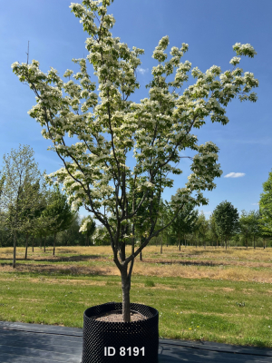 Christoph-Ulmer-Baumschulen-Weilheim-Teck-8191-Cornus-venus-Japanischer-Hartriegel-Unikat-Bluete