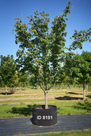 Christoph-Ulmer-Baumschulen-Weilheim-Teck-8191-Cornus-venus-Japanischer-Hartriegel-Unikat