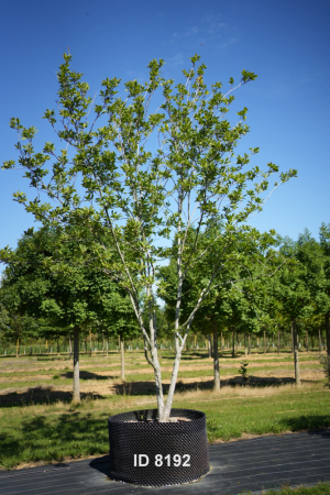 Christoph-Ulmer-Baumschulen-Weilheim-Teck-8192-Magnolia-soulangiana